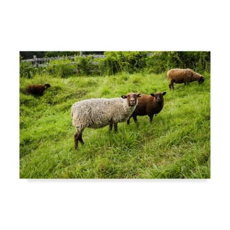 Brenda Petrella Photography Llc 'Peeping Sheep' Canvas Art,12x19